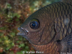 profile fish
 by Walter Bassi 